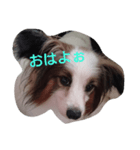 わんちゃん♡（個別スタンプ：1）