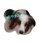 わんちゃん♡（個別スタンプ：3）