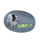 わんちゃん♡（個別スタンプ：5）