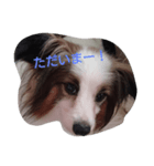 わんちゃん♡（個別スタンプ：7）