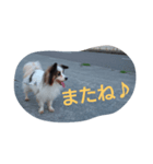 わんちゃん♡（個別スタンプ：8）