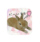 うさぎの実写（日常）（個別スタンプ：1）