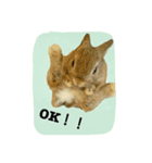 うさぎの実写（日常）（個別スタンプ：4）