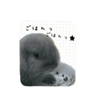 うさぎの実写（日常）（個別スタンプ：5）