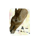 うさぎの実写（日常）（個別スタンプ：6）