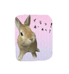うさぎの実写（日常）（個別スタンプ：7）