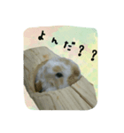 うさぎの実写（日常）（個別スタンプ：8）