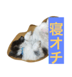 ションben芸者（個別スタンプ：5）