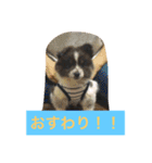 ションben芸者（個別スタンプ：16）