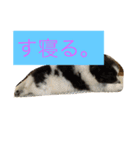 ションben芸者（個別スタンプ：17）