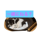 ションben芸者（個別スタンプ：22）