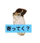 ションben芸者（個別スタンプ：24）