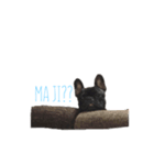 フレンチブルドッグぶん太（個別スタンプ：6）