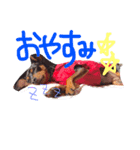 ミニピン姉妹の日常1（個別スタンプ：3）