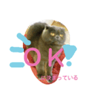 シホォンのゆるふわ   日常（個別スタンプ：3）