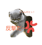 シホォンのゆるふわ   日常（個別スタンプ：5）