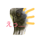 シホォンのゆるふわ   日常（個別スタンプ：7）
