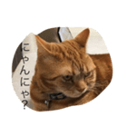 猫のすすめ（個別スタンプ：1）