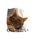 猫のすすめ（個別スタンプ：2）