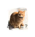 猫のすすめ（個別スタンプ：3）