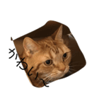 猫のすすめ（個別スタンプ：5）