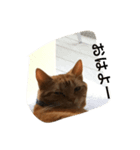 猫のすすめ（個別スタンプ：6）
