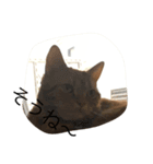 猫のすすめ（個別スタンプ：8）