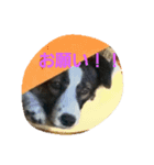 ぶち犬コロちゃん（個別スタンプ：1）