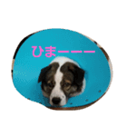 ぶち犬コロちゃん（個別スタンプ：2）