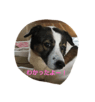 ぶち犬コロちゃん（個別スタンプ：5）