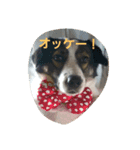 ぶち犬コロちゃん（個別スタンプ：6）