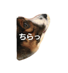 ぶち犬コロちゃん（個別スタンプ：7）