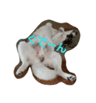 ぶち犬コロちゃん（個別スタンプ：8）