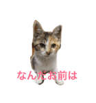 生意気ネコさん（個別スタンプ：1）