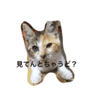 生意気ネコさん（個別スタンプ：3）