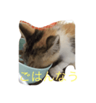 生意気ネコさん（個別スタンプ：8）