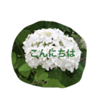ネコ＆花（個別スタンプ：5）