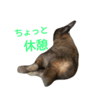 可愛いアイドル2（個別スタンプ：1）