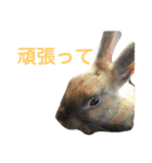 可愛いアイドル2（個別スタンプ：12）