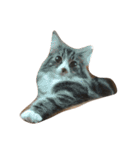 ウェジー猫（個別スタンプ：1）