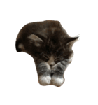 ウェジー猫（個別スタンプ：2）