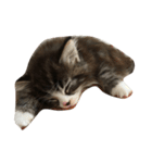 ウェジー猫（個別スタンプ：3）