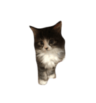 ウェジー猫（個別スタンプ：4）