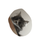 ウェジー猫（個別スタンプ：5）