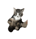 ウェジー猫（個別スタンプ：8）
