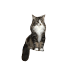ウェジー猫（個別スタンプ：9）