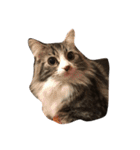 ウェジー猫（個別スタンプ：15）
