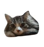 ウェジー猫（個別スタンプ：16）