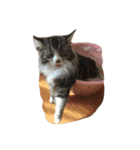 ウェジー猫（個別スタンプ：18）