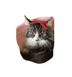 ウェジー猫（個別スタンプ：19）